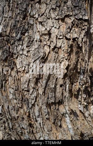 Populus Nigra or Black Poplar Tree Bark or Rhytidome Texture Detail in Spring Forest Stock Photo