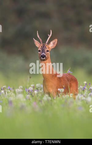 Vertical composition of roe deer buck in summer between flowers Stock Photo