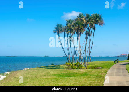 Views of Clearwater Harbor from Clearwater, Florida, USA, flanked by beautiful palm trees on a warm and sunny spring day