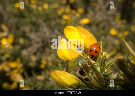 Two different insects next to each other - gorse sheildbug and seven spot ladybird in a gorse bush, UK Stock Photo