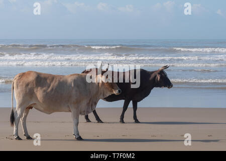 Nguni cows on the sand at Second Beach, Port St Johns on the wild coast in the Transkei, South Africa. Stock Photo