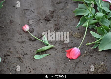 broken flowers in the mud Stock Photo