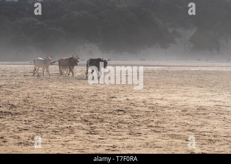 Nguni cows gather in the morning mist on Second Beach, at Port St Johns on the wild coast in Transkei, South Africa. Stock Photo