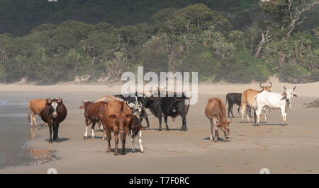 Nguni cows on the sand at Second Beach, Port St Johns on the wild coast in the Transkei, South Africa. Stock Photo