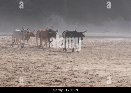 Nguni cows come down to the beach in the morning mist, photographed at Second Beach, Port St Johns on the wild coast in Transkei, South Africa. Stock Photo