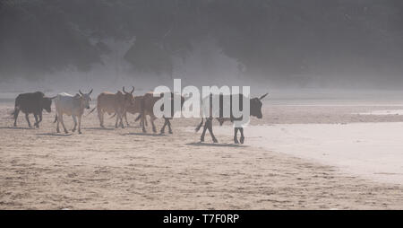 Nguni cows come down to the beach in the morning mist, photographed at Second Beach, Port St Johns on the wild coast in Transkei, South Africa. Stock Photo