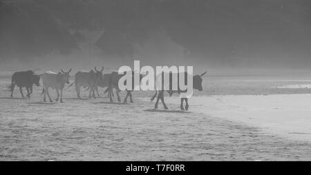 Nguni cows come down to the beach in the morning mist, photographed at Second Beach, Port St Johns on the wild coast in Transkei, South Africa. Stock Photo