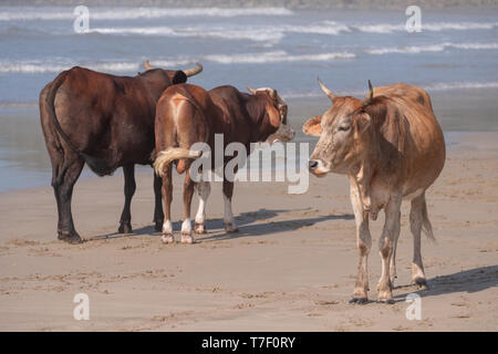 Nguni cows on the sand at Second Beach, Port St Johns on the wild coast in the Transkei, South Africa. Stock Photo