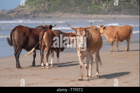 Nguni cows on the sand at Second Beach, Port St Johns on the wild coast in the Transkei, South Africa. Stock Photo