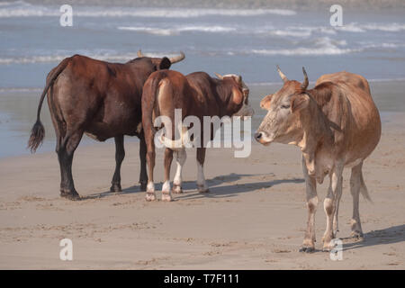 Nguni cows on the sand at Second Beach, Port St Johns on the wild coast in the Transkei, South Africa. Stock Photo