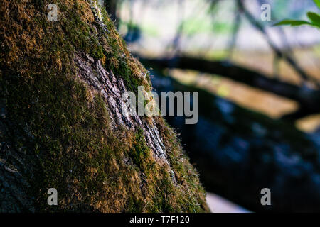Moss on a tree in the forest. Blurred river in background. Moss is green and brown Stock Photo