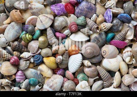 A mixture of tiny colored sea shells, creating a colorful background or wallpaper. Stock Photo