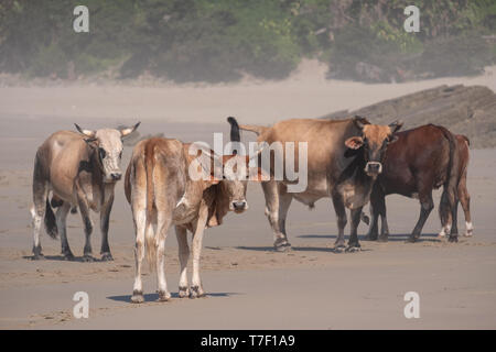 Nguni cows on the sand at Second Beach, Port St Johns on the wild coast in the Transkei, South Africa. Stock Photo