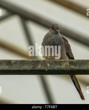 closeup of a diamond dove sitting in the aviary, small tropical bird from Australia Stock Photo