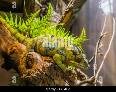 Panther chameleon sitting on a branch, popular tropical reptile pet from Madagascar Stock Photo