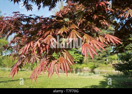 A Trompenburg Japanese Maple tree - Acer Palmatum Trompenburg - at Alton Baker Park in Eugene, Oregon, USA. Stock Photo