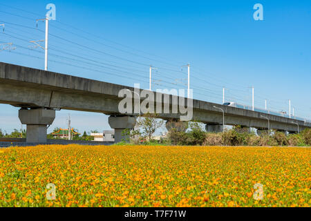 Wild flower bloom with Taiwan Highspeed Rail behind at Yang Mei, Taiwan Stock Photo
