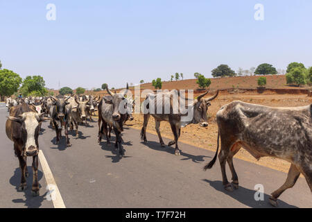 Herd of local Indian cattle in the road near Shahpura, a town in the Dindori district of the central Indian state of Madhya Pradesh Stock Photo