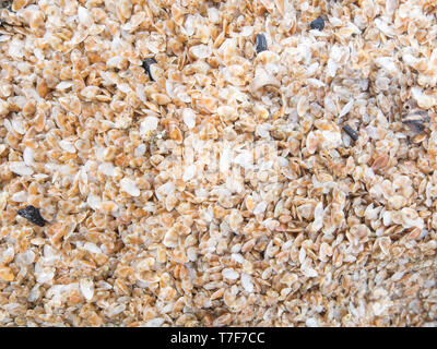 natural background lots of small shells (abrupt wedge shell  - wedge clam) carried by a sea storm on a sandy beach Stock Photo