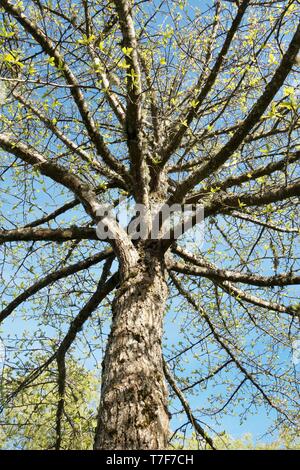 A Black Tupelo tree - Nyssa sylvatica - at Alton Baker Park in Eugene, Oregon, USA. Stock Photo