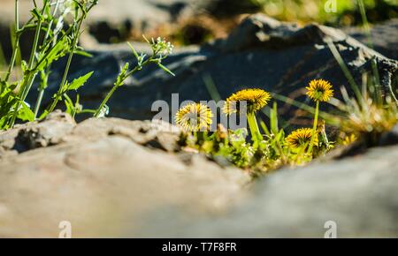 Fresh yellow dandelions growing in a rock garden on a bright spring sunny day. Blurry foreground. Stock Photo