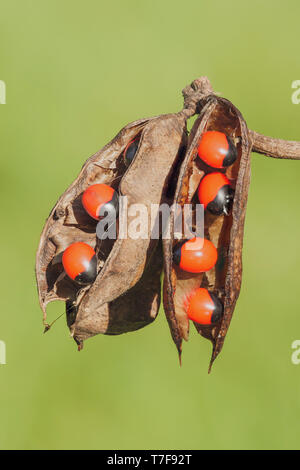 Rosary Pea (Abrus precatorius) seedpods showing the bright red seeds, which are highly toxic to humans. Stock Photo
