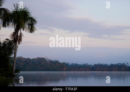 First light raising in the mist at Lake Sandoval early in the morning in Peruvian Amazon Basin, Peru Stock Photo