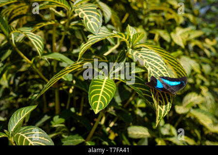 Blue Morpho Butterfly at Mariposario (or Butterfly Farm) Tambopata in Puerto Maldonado, Peruvian Amazon, Peru Stock Photo