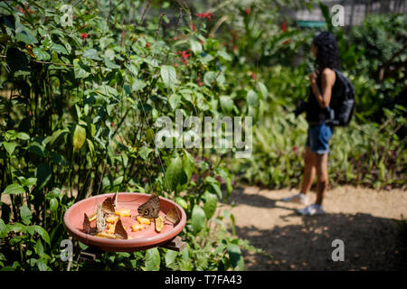 Mariposario (or Butterfly Farm) Tambopata in Puerto Maldonado, Amazon Basin, Peru Stock Photo