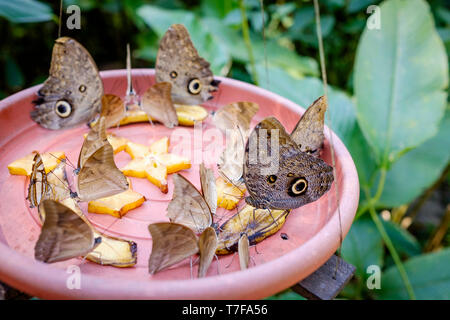 Mariposario (or Butterfly Farm) Tambopata in Puerto Maldonado, Amazon Basin, Peru Stock Photo