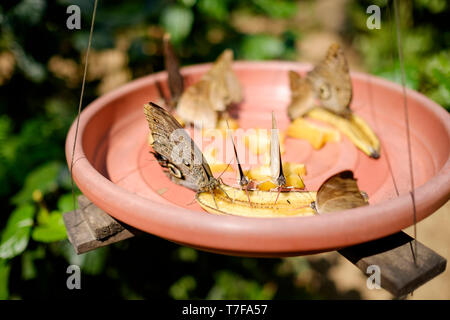 Mariposario (or Butterfly Farm) Tambopata in Puerto Maldonado, Amazon Basin, Peru Stock Photo