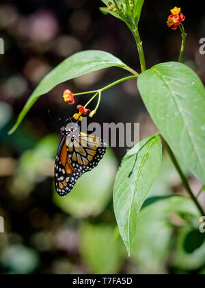 Monach Butterfy at Mariposario (or Butterfly Farm) Tambopata in Puerto Maldonado, Peruvian Amazon Basin, Peru Stock Photo