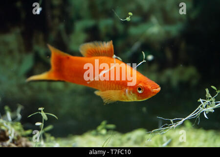 Molly fish in the aquarium close up Stock Photo