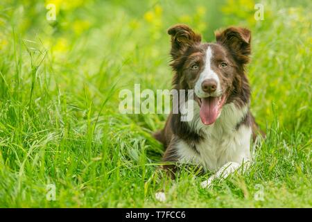 Happy brown and white border collie dog with tongue sticking out lying down in green grass with yellow flowers. Summer day in a meadow. Stock Photo