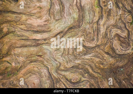 Close-up of the natural swirling pattern of grooves in the bark of an old tree. Stock Photo