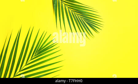 Tropical green palm leaves on yellow background. Stock Photo