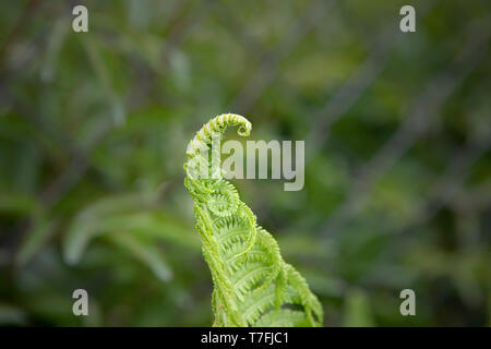 Curly top of young Fern Close Up. Fiddlehead, frond unfurling. Matteuccia Struthiopteris. Spring. Stock Photo