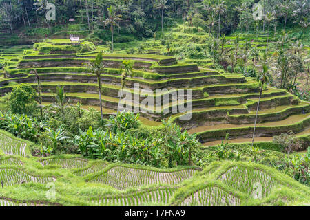 Green rice terraces in rice fields on mountain near Ubud, tropical island Bali, Indonesia . Nature concept Stock Photo