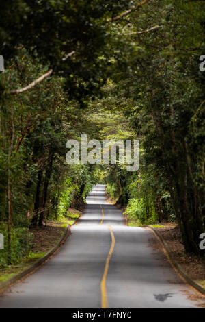 An amazing fantasy landscape inside Patagonia forest, a road going deep inside the forest creating an amazing tree tunnel on an awe natural scenery Stock Photo