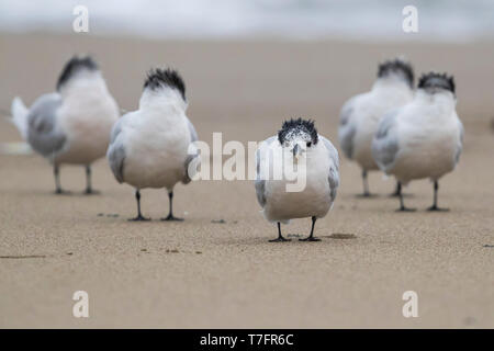 Sandwich Tern (Thalasseus sandvicensis), flock resting on a beach Stock Photo