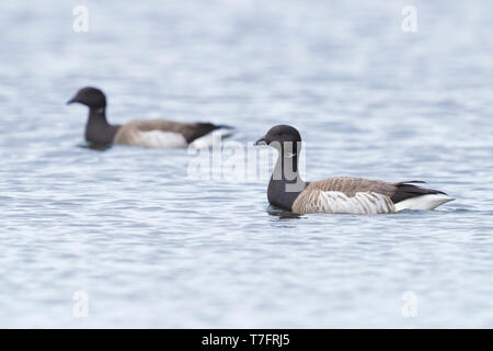 Pale-bellied Brant Goose (Branta bernicla hrota), adults swimming in the sea Stock Photo