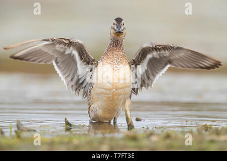 Garganey (Anas querquedula), adult female spreading its wings Stock Photo