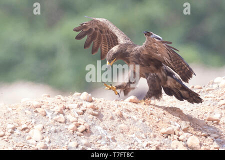 Steppe Eagle (Aquila nipalensis orientalis), juvenile with opened wings Stock Photo