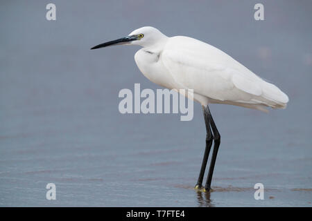 Little Egret (Egretta garzetta), side view of an individual standing in the water in Campania (Italy) Stock Photo