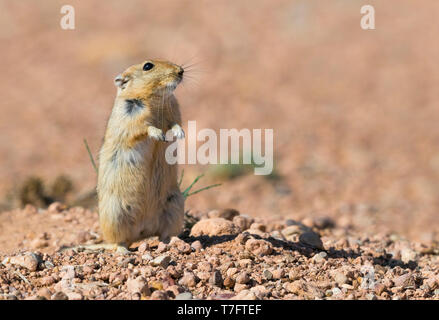 Fat Sand Rat (Psammomys obesus), adult standing on the ground in Morocco Stock Photo