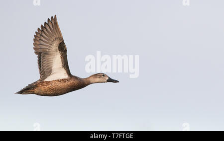 Blue-winged Teal in flight Stock Photo