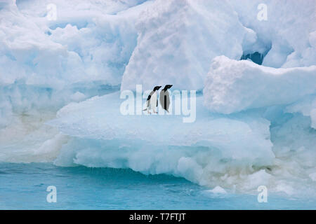 Two Adelie penguins (Pygoscelis adeliae) resting on ice flow in Antarctica. Stock Photo