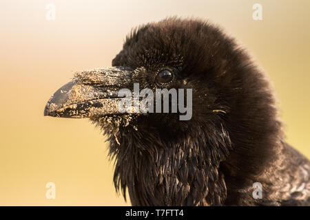 Common Raven close up Stock Photo