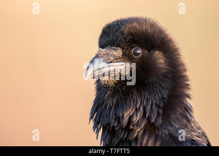 Common Raven close up Stock Photo