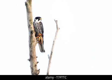 Eurasian hobby, Falco subbuteo) perched in a tree along a river in the Danube delta in Romania. Stock Photo